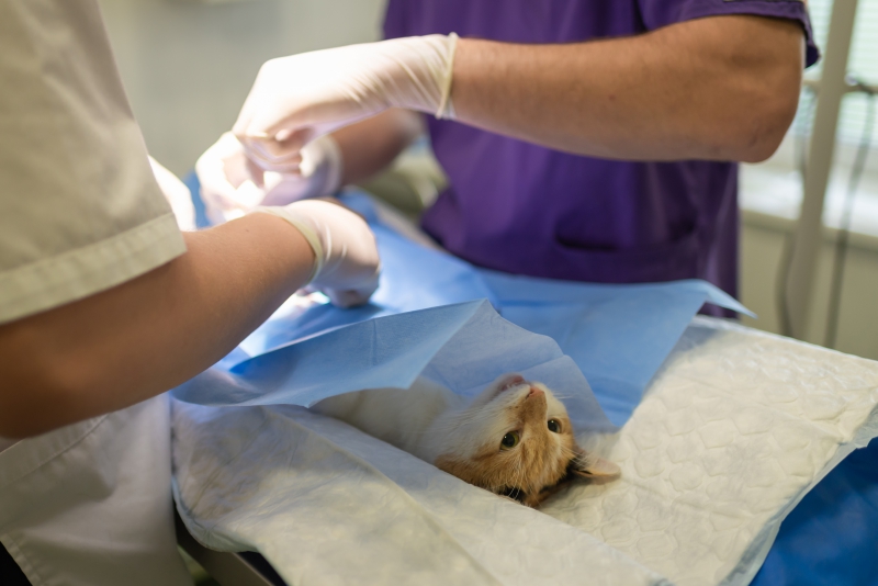 veterinaire-ST JEAN CAP FERRAT-min_health-4385852